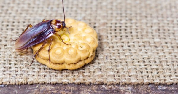 Roach on a cookie