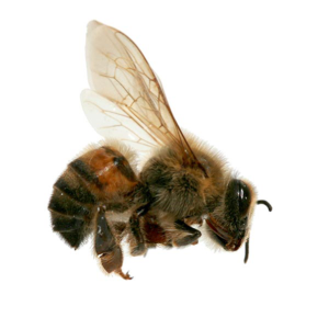 Africanized Honey Bee identification in Houston TX |  Environmental Coalition Incorporated