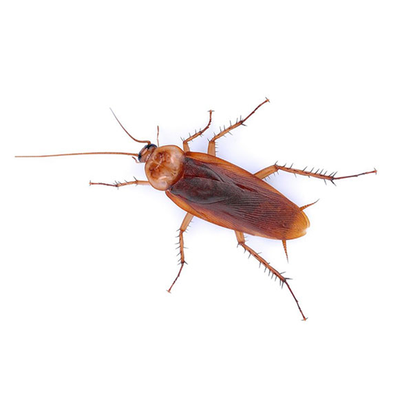 American Cockroach identification in Houston TX |  Environmental Coalition Incorporated