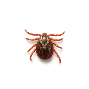 American Dog Tick identification in Houston TX |  Environmental Coalition Incorporated