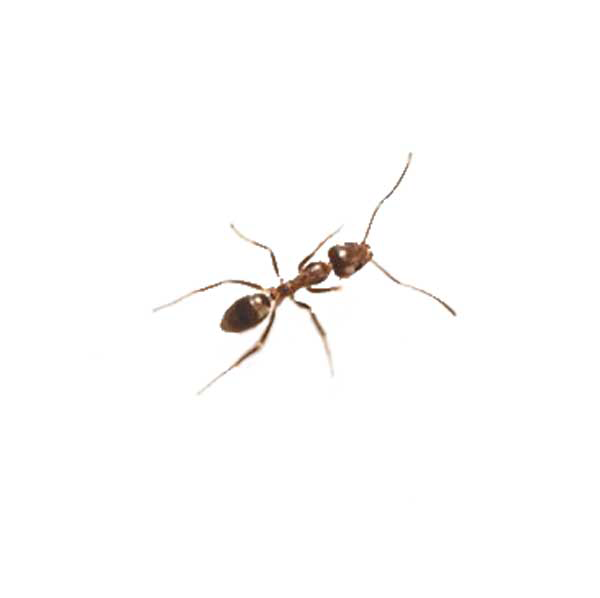 Argentine Ant identification in Houston TX |  Environmental Coalition Incorporated