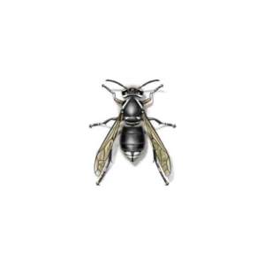 Bald-Faced Hornet identification in Houston TX |  Environmental Coalition Incorporated