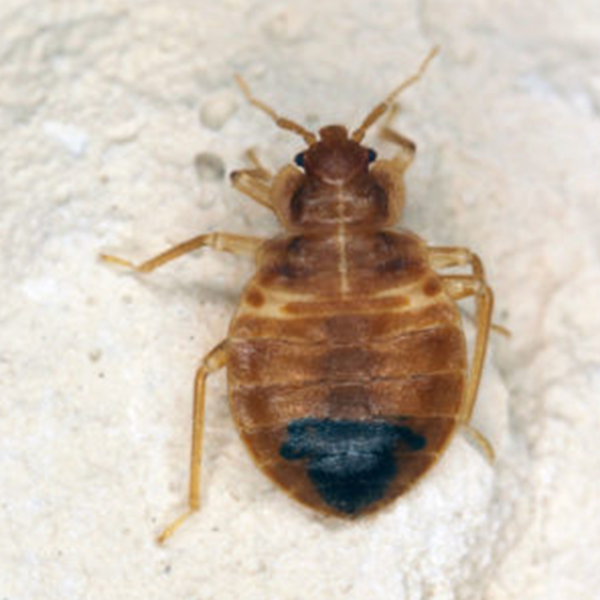 Bed Bug identification in Houston TX |  Environmental Coalition Incorporated