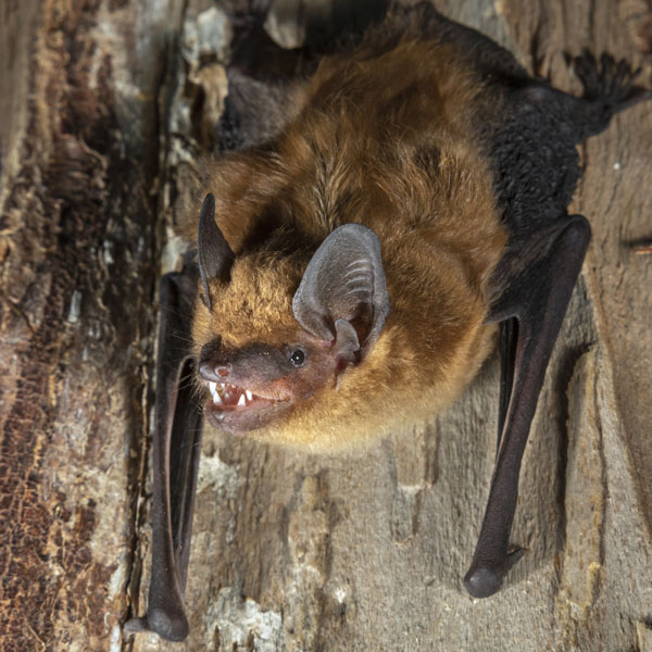 Big Brown Bat identification in Houston TX |  Environmental Coalition Incorporated