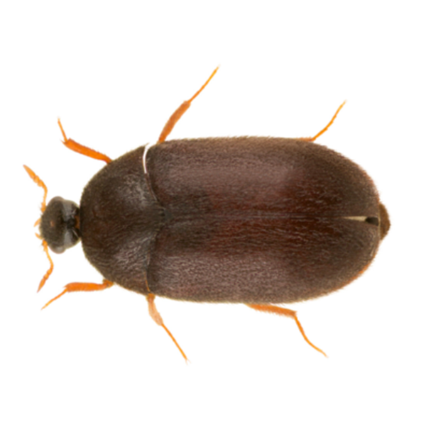 Black Carpet Beetle identification in Houston TX |  Environmental Coalition Incorporated