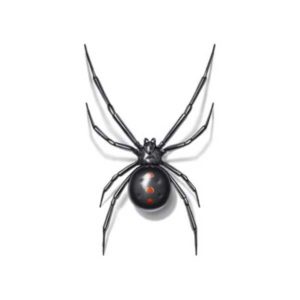 Black Widow identification in Houston TX |  Environmental Coalition Incorporated