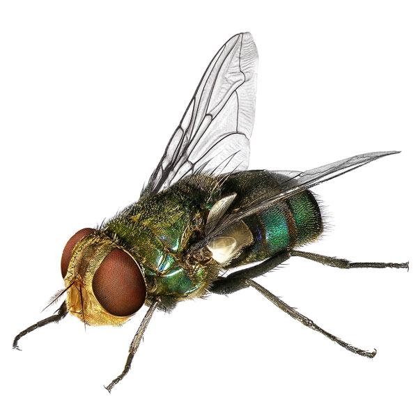 Blow Fly identification in Houston TX |  Environmental Coalition Incorporated