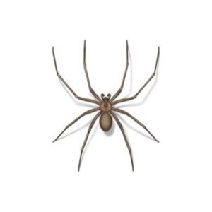 Brown Recluse Spider identification in Houston TX |  Environmental Coalition Incorporated