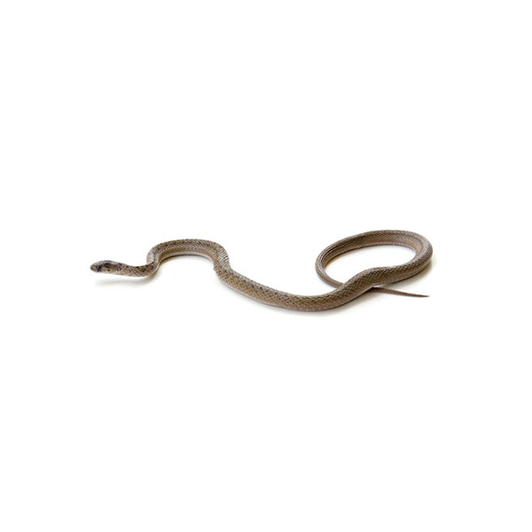 Brown Snake identification in Houston TX |  Environmental Coalition Incorporated