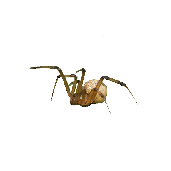 Brown Widow Spider identification in Houston TX |  Environmental Coalition Incorporated