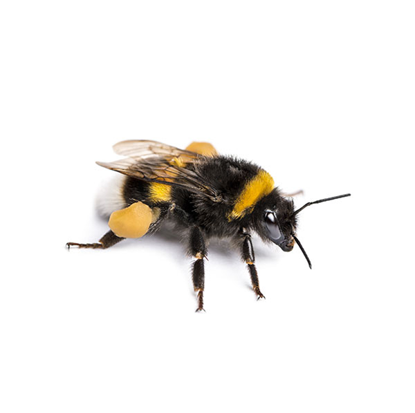 Bumblebee identification in Houston TX |  Environmental Coalition Incorporated