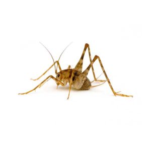 Camel Cricket identification in Houston TX |  Environmental Coalition Incorporated