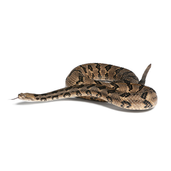Canebrake Rattlesnake identification in Houston TX |  Environmental Coalition Incorporated