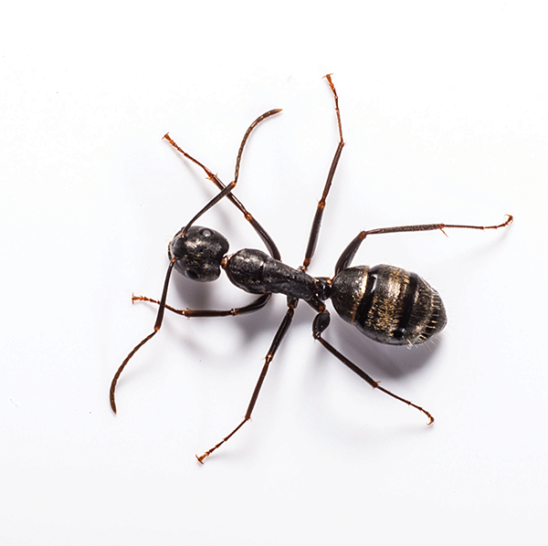 Carpenter Ant identification in Houston TX |  Environmental Coalition Incorporated