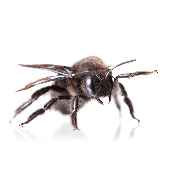 Carpenter Bee identification in Houston TX |  Environmental Coalition Incorporated