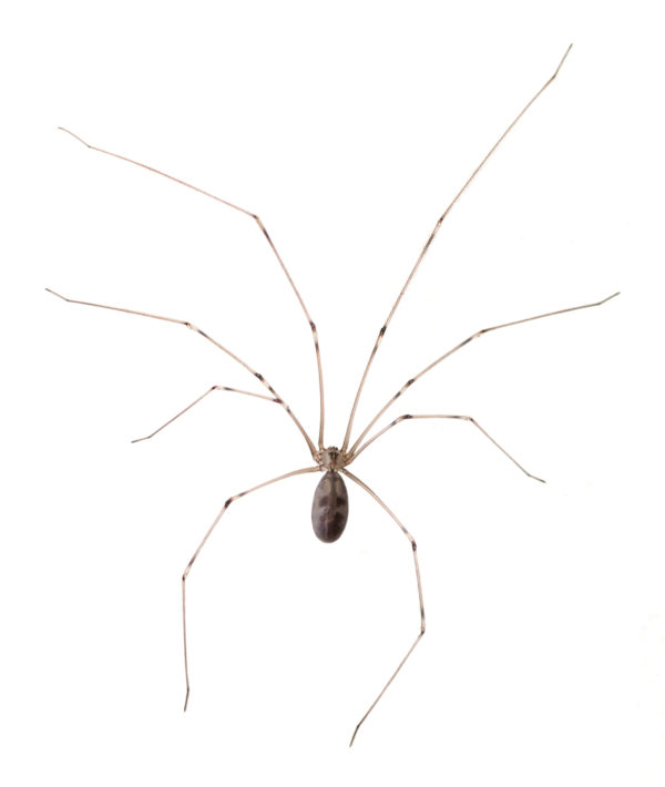 Cellar Spider identification in Houston TX |  Environmental Coalition Incorporated