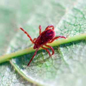 Chigger Mite identification in Houston TX |  Environmental Coalition Incorporated