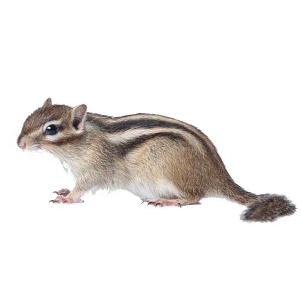 Chipmunk identification in Houston TX |  Environmental Coalition Incorporated