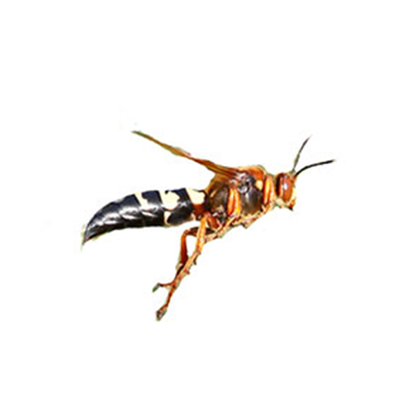 Cicada Killer Wasp identification in Houston TX |  Environmental Coalition Incorporated