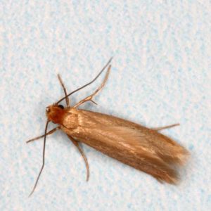 Clothes Moth identification in Houston TX |  Environmental Coalition Incorporated