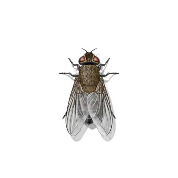 Cluster Fly identification in Houston TX |  Environmental Coalition Incorporated