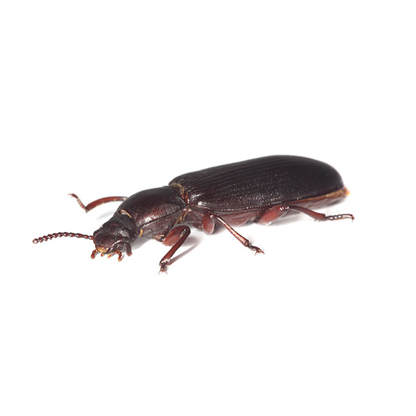 Confused Flour Beetle identification in Houston TX |  Environmental Coalition Incorporated