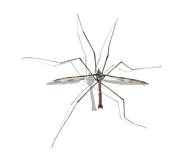 Crane Fly identification in Houston TX |  Environmental Coalition Incorporated