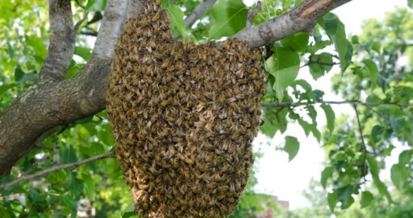 A honey bee hive