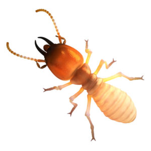 Dampwood Termite identification in Houston TX |  Environmental Coalition Incorporated