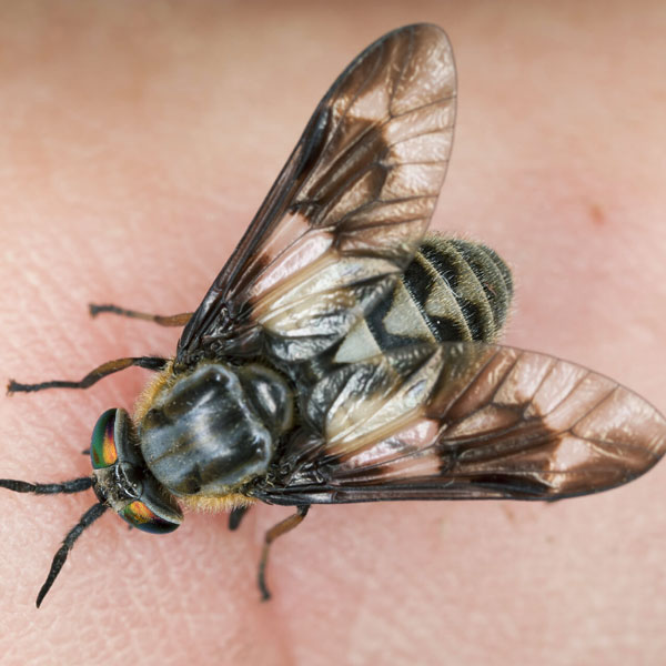 Deer Fly identification in Houston TX |  Environmental Coalition Incorporated