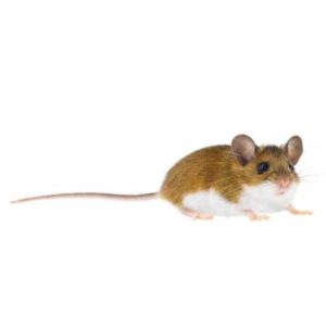 Deer Mouse identification in Houston TX |  Environmental Coalition Incorporated