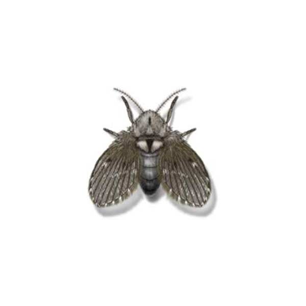 Drain Fly identification in Houston TX |  Environmental Coalition Incorporated