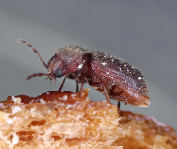Drugstore Beetle identification in Houston TX |  Environmental Coalition Incorporated