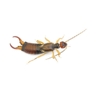 Earwig identification in Houston TX |  Environmental Coalition Incorporated