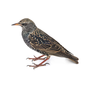 European Starling identification in Houston TX |  Environmental Coalition Incorporated