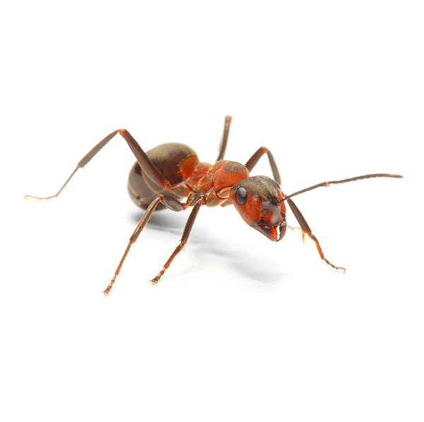 Field Ant identification in Houston TX |  Environmental Coalition Incorporated