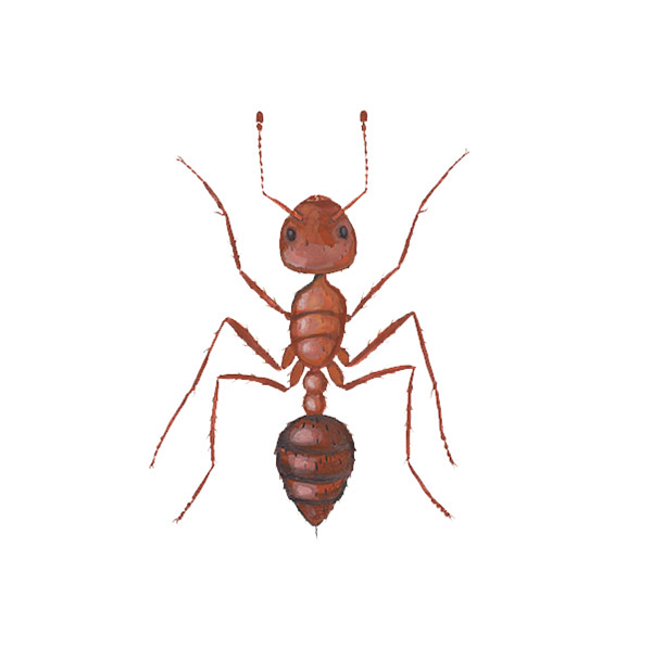 Fire Ant identification in Houston TX |  Environmental Coalition Incorporated