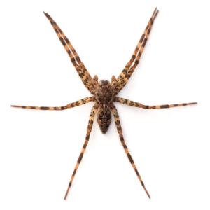 Fishing Spider identification in Houston TX |  Environmental Coalition Incorporated