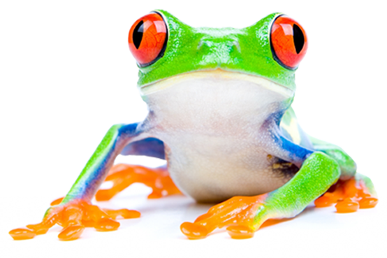 Bright green frog