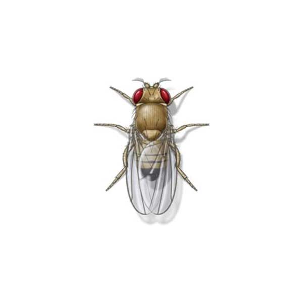 Fruit Fly identification in Houston TX |  Environmental Coalition Incorporated