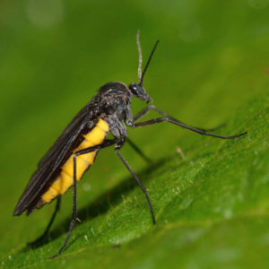 Fungus Fly identification in Houston TX |  Environmental Coalition Incorporated