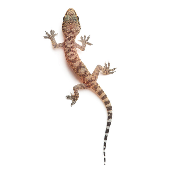 Gecko identification in Houston TX |  Environmental Coalition Incorporated