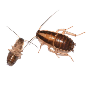 German Cockroach identification in Houston TX |  Environmental Coalition Incorporated