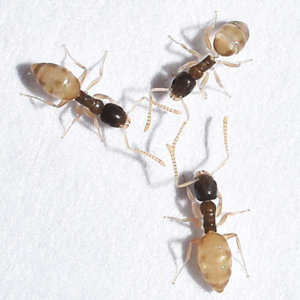 Ghost Ant identification in Houston TX |  Environmental Coalition Incorporated