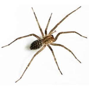 Giant House Spider identification in Houston TX |  Environmental Coalition Incorporated