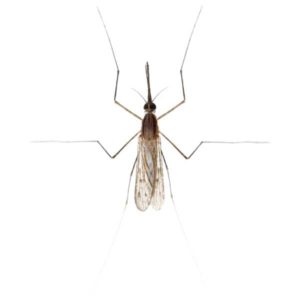 Gnat identification in Houston TX |  Environmental Coalition Incorporated