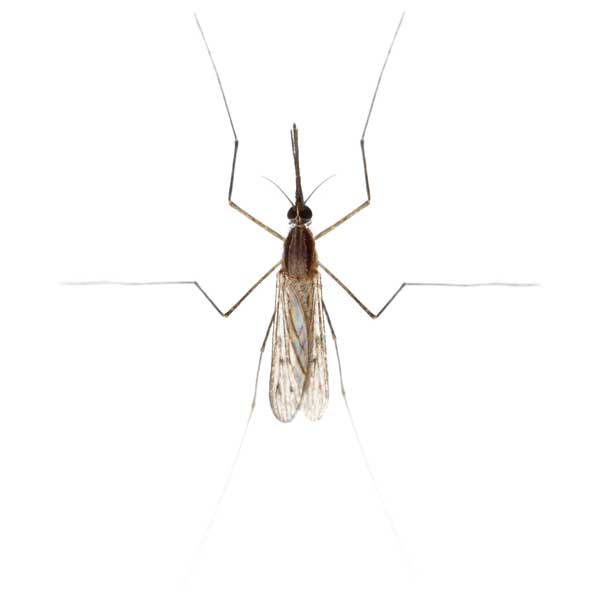 Gnat identification in Houston TX |  Environmental Coalition Incorporated