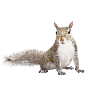 Gray Squirrel identification in Houston TX |  Environmental Coalition Incorporated