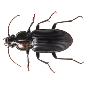 Ground Beetle identification in Houston TX |  Environmental Coalition Incorporated