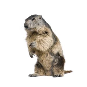 Groundhog identification in Houston TX |  Environmental Coalition Incorporated